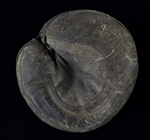 See a Picture of this Item