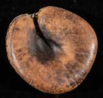 See a Picture of this Item